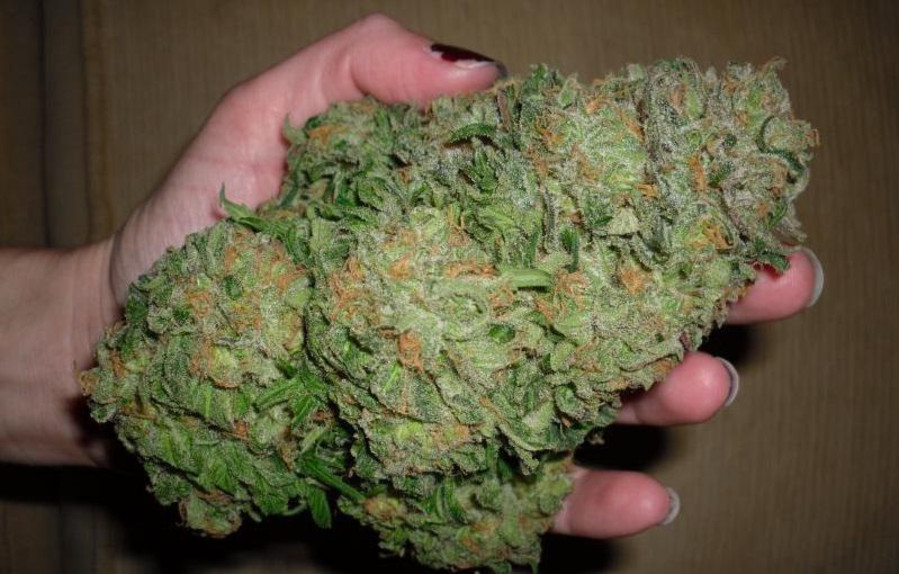 Medicinal Uses of Cannabis